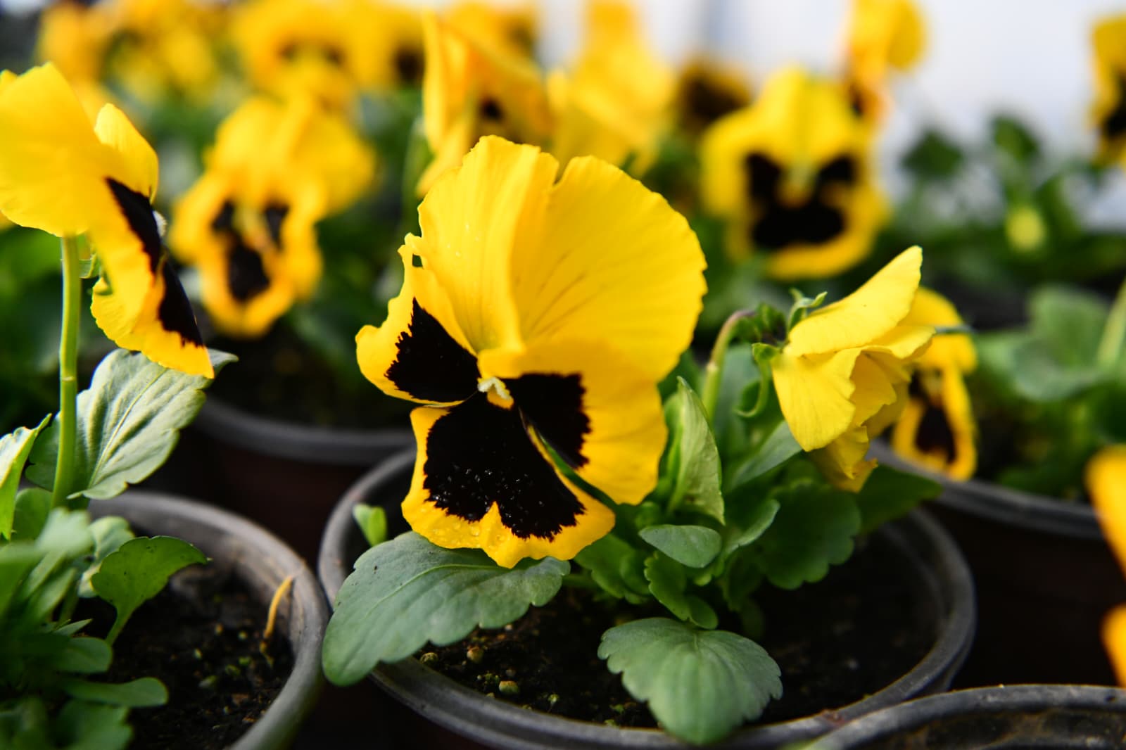 d2bc8fea-ccf9-4d1e-9ff5-70c4a122a6ce