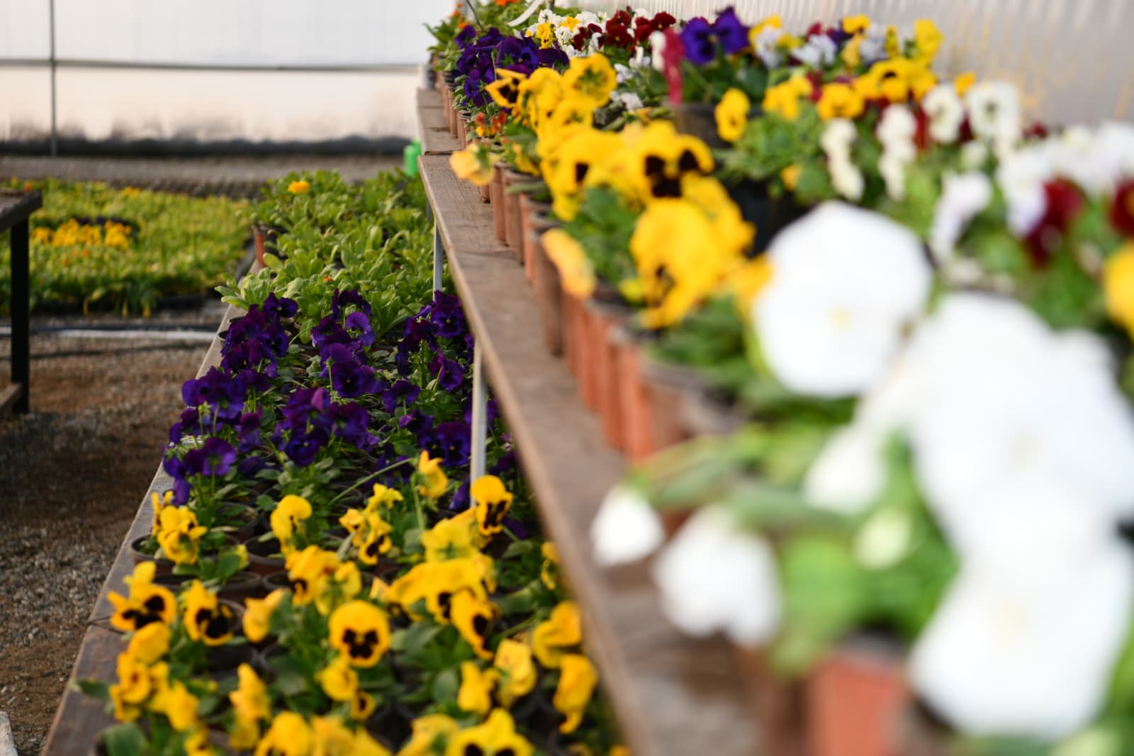 e5ed4451-f476-4d05-9916-cf56bd7f3311