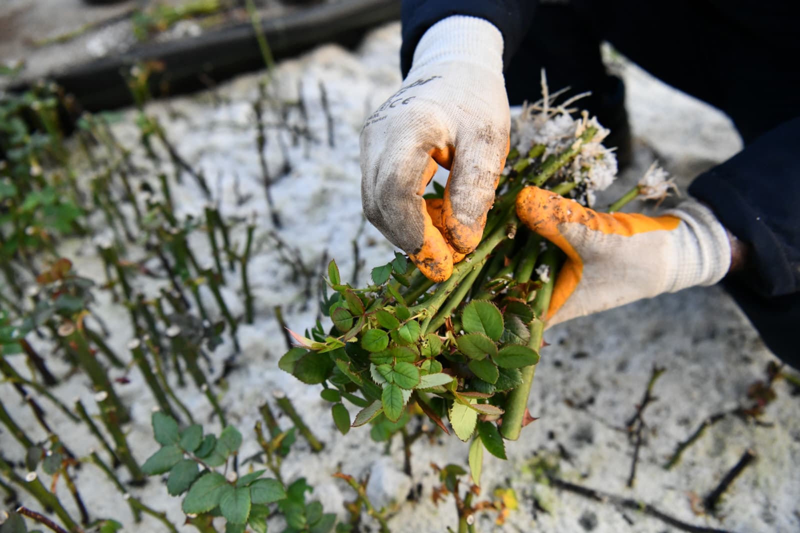 f5319429-2515-4b75-a45e-f29c287eef6f